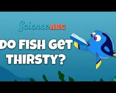 Do Fish Get Thirsty and Do They Need to Drink Water?