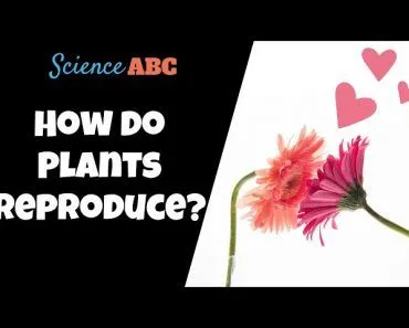 How Do Plants Reproduce?