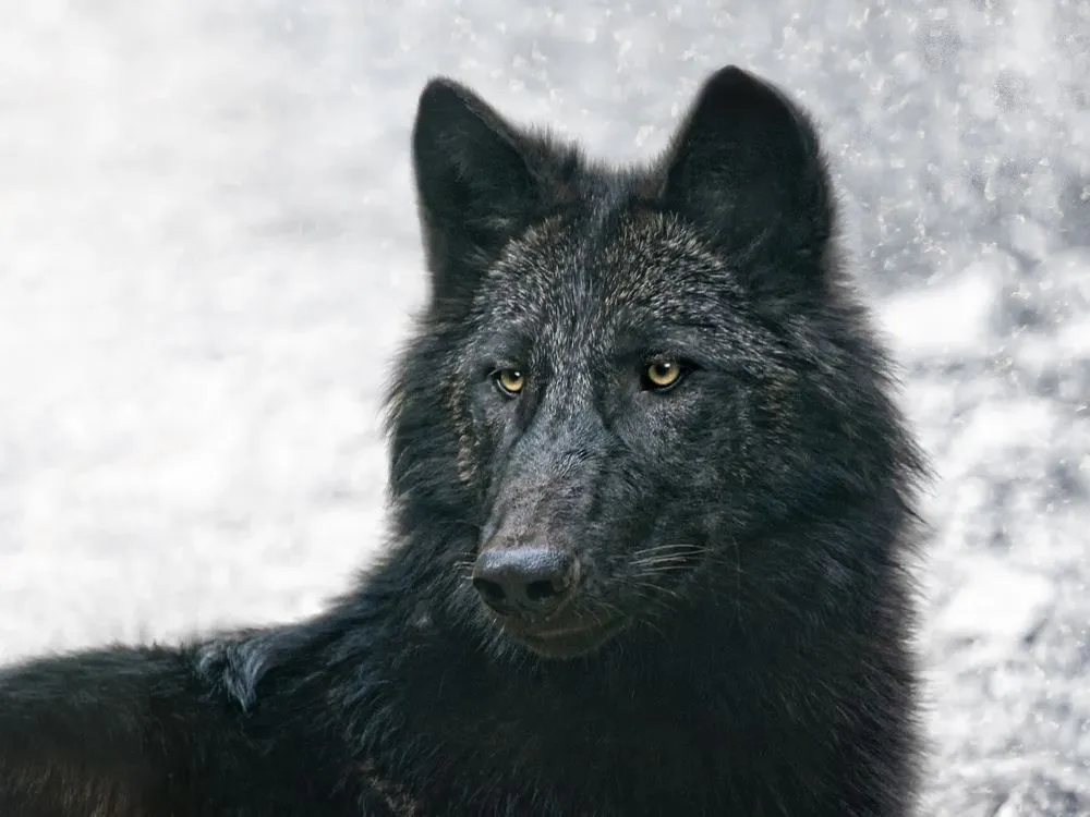 How Is A Virus Changing The Color Of Wolves' Fur?