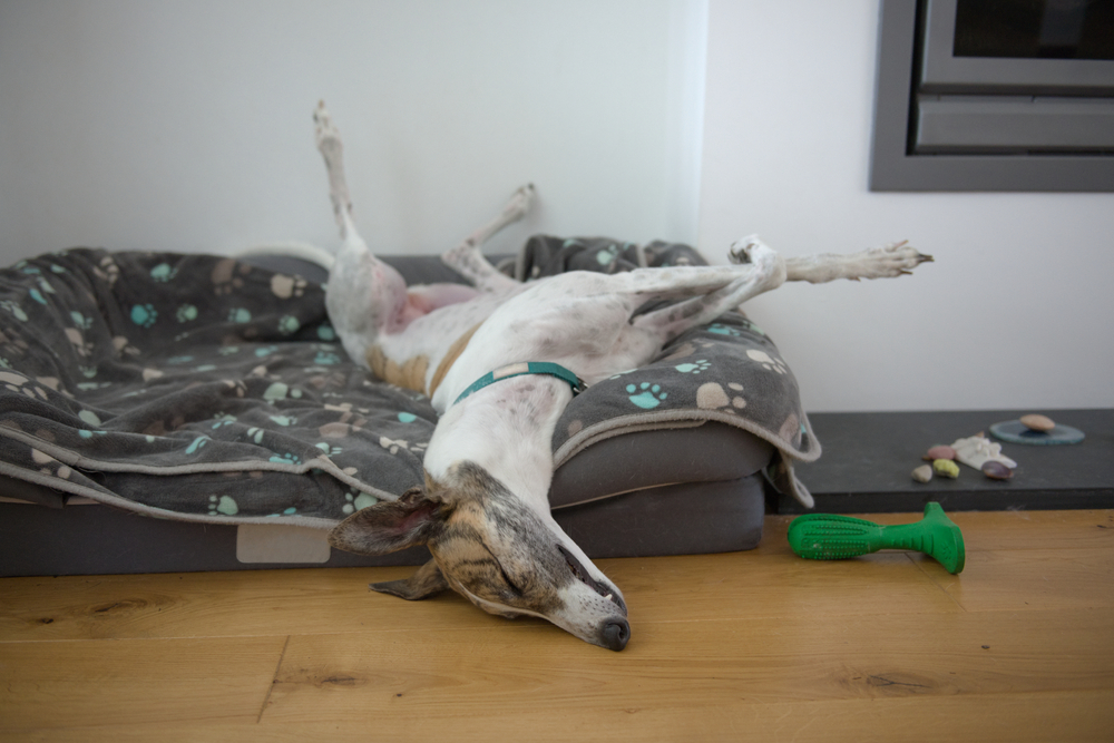 Fast,Asleep,,This,Large,Pet,Greyhound,Dog,Assumes,An,Unusual