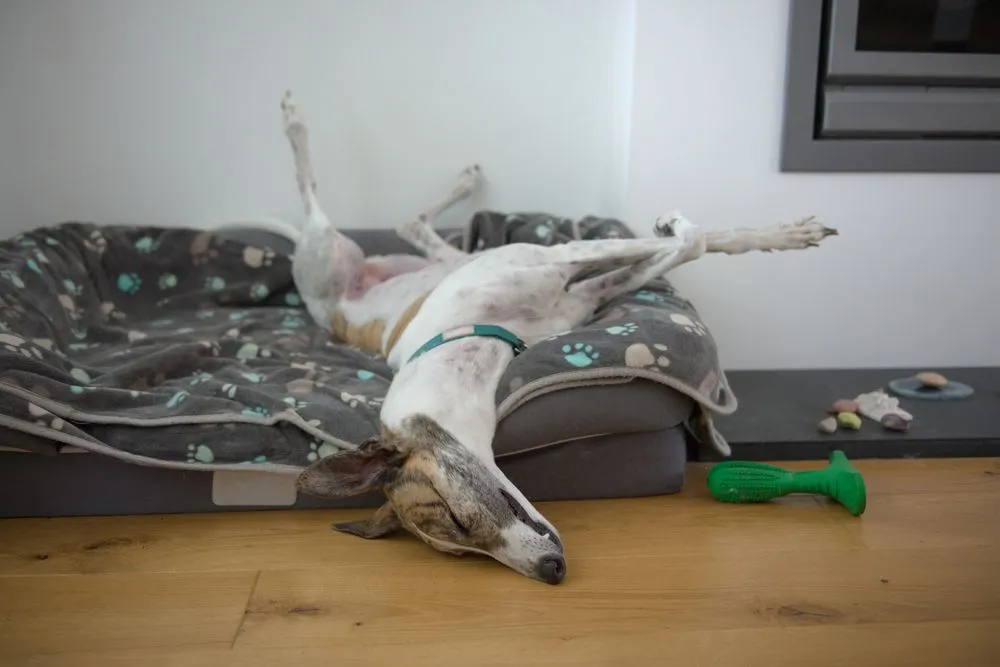 Fast,Asleep,,This,Large,Pet,Greyhound,Dog,Assumes,An,Unusual