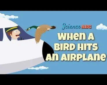 Bird Strike: What Happens When A Bird Strikes An Aircraft?