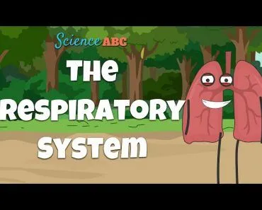 Respiratory System: From Inspiration to Expiration Explained in Simple Words