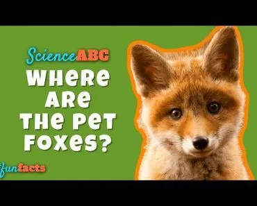 Why Don't We Have Pet Foxes?