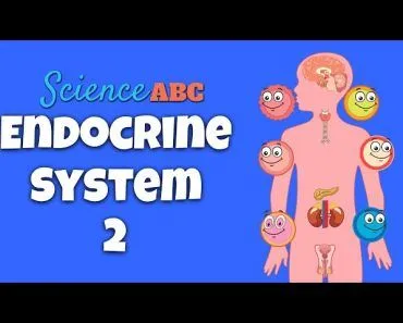 Endocrine System: Glands and Hormones