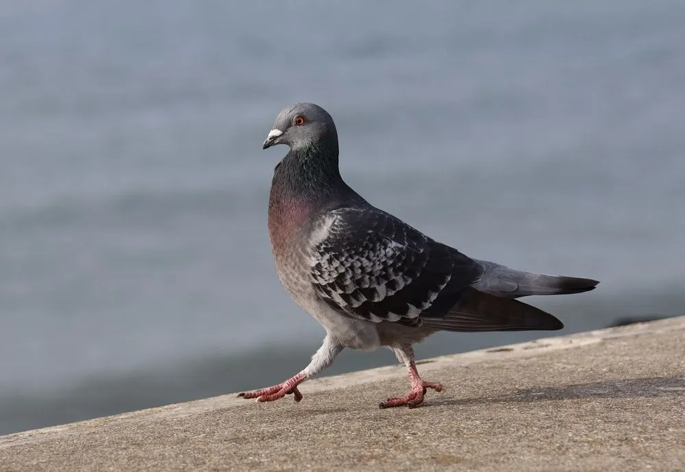 Why Do Pigeons Bob Their Heads When They Walk?