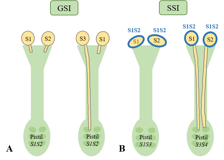 Auto-incompatibilité pollinique