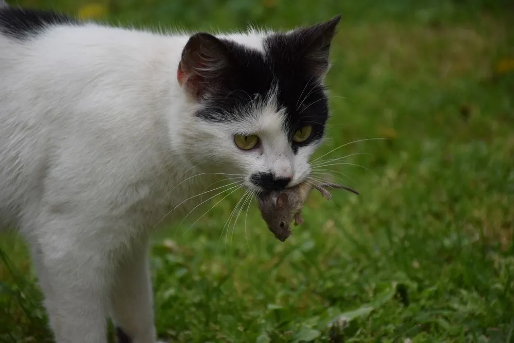 Why Do Dogs And Cats Bring Us Their Kills?