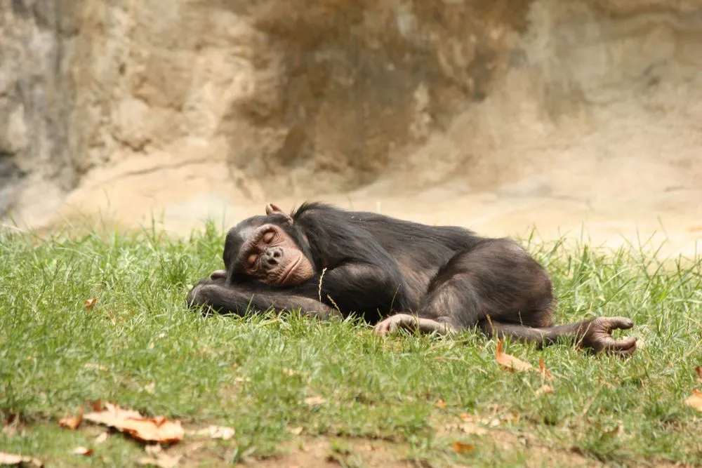 Why Do We Sleep Less Than Our Primate Relatives?