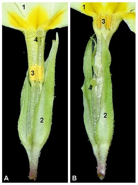 Distyly primula