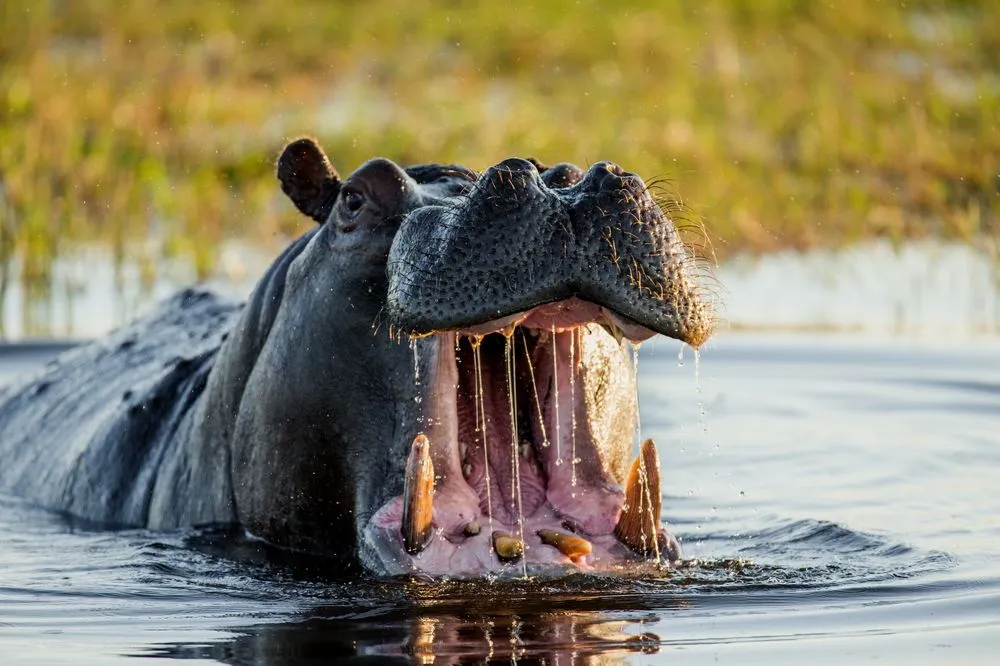 Why Are Hippos So Angry All The Time?