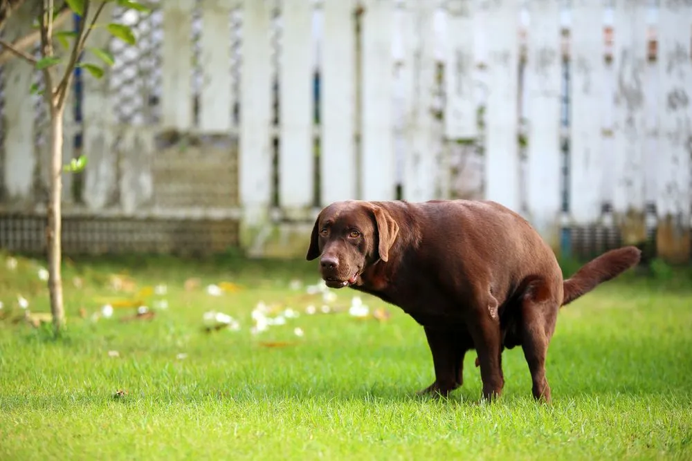 Why Does Your Dog Stare Right At You While Pooping?