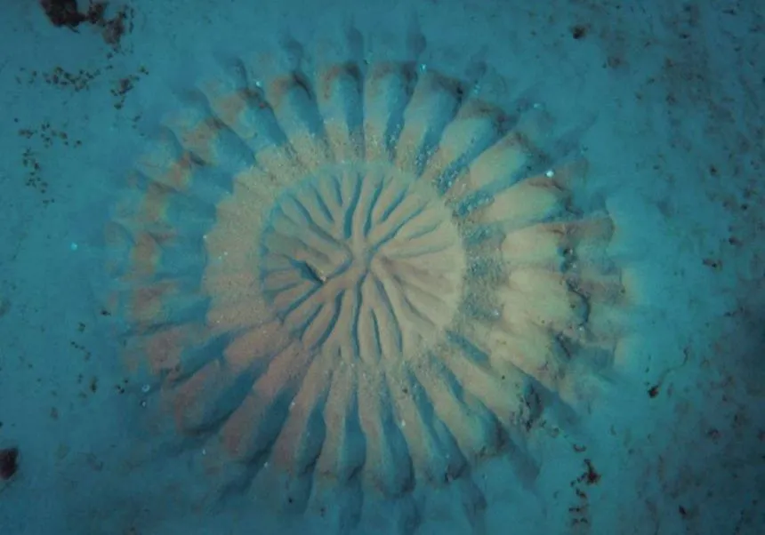 Are Underwater Crop Circles A Symbol Of Love?