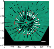 White-spotted_pufferfish_nest_construction