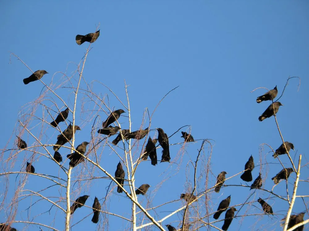 Do Crows Hold Grudges?