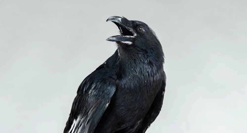 Are Crows And Ravens The Same?