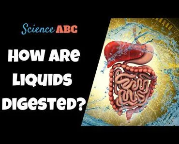 How Are Water And Other Fluids Digested In The Human Body?
