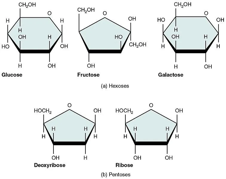 Glucose, Fructose And Galactose Are Three Most Commonly Found Hexose Sugars, Notice The Six-membered Ring. Ribose Is One Of The Most Important Pentose Sugars In The Body, It Has A Five-membered Chain. It Also Gives Rise To Deoxyribose- An Integral Molecule In The Structure OfDNA, By Losing One Alcohol Group, As Shown (Credits: Wikimedia Commons)