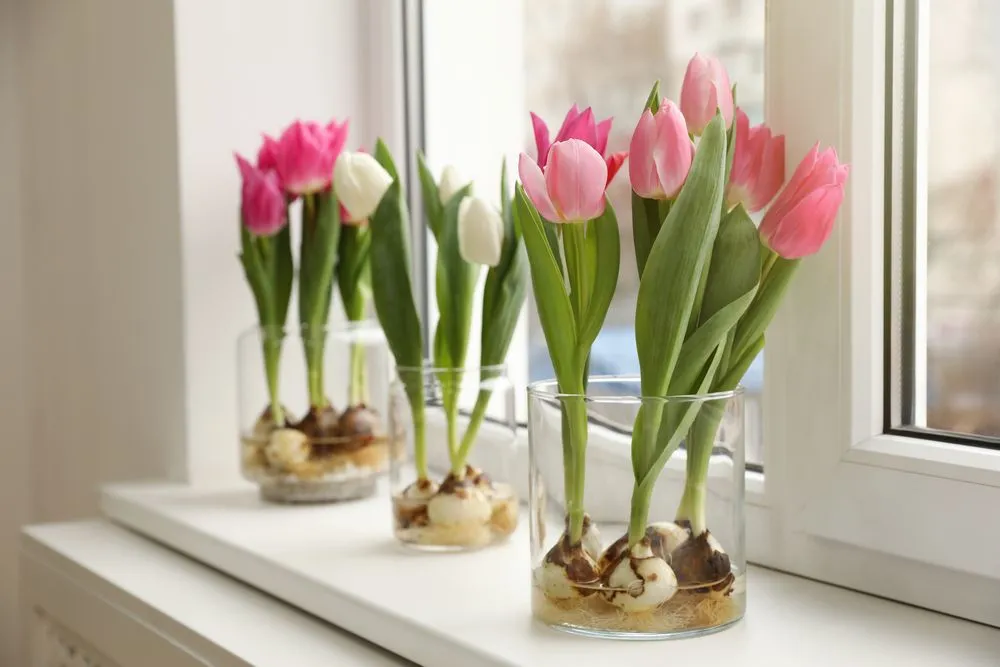 What Exactly Is A Flower Bulb, And How Does It Differ From A Flower Seed?