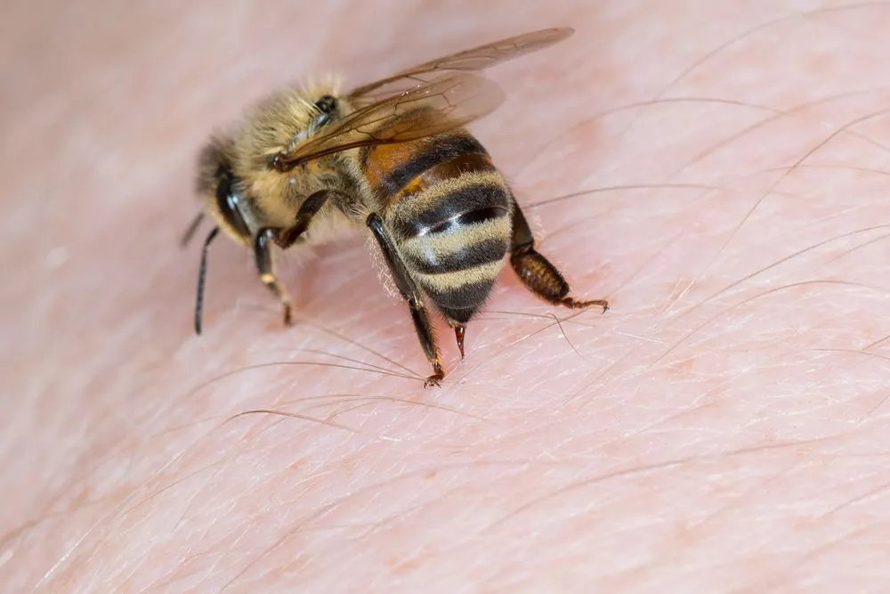 Why Does A Bee Die Right After It Stings You?