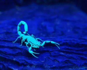Bright,Blue,Scorpion,Centruroides,Gracilis,Glowing,Under,Uv,Light