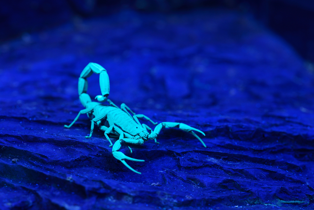 Bright,Blue,Scorpion,Centruroides,Gracilis,Glowing,Under,Uv,Light