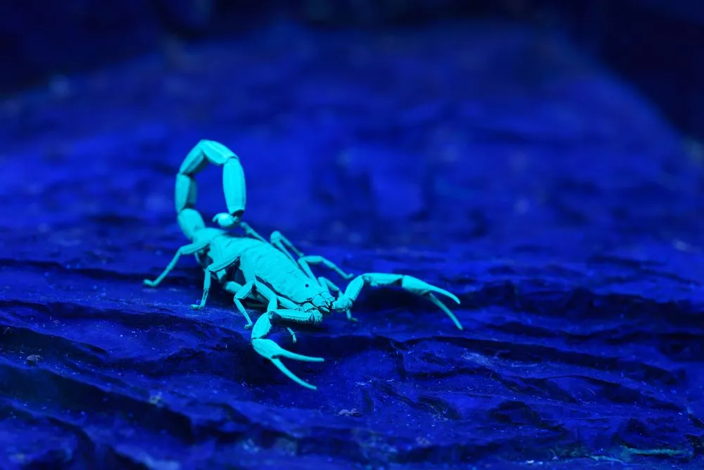 Why Do Scorpions Glow In The Dark?