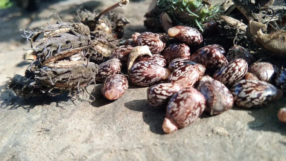 Castor,Is,A,Plant,That,Produces,Seeds,(beans).,Castor,Oil