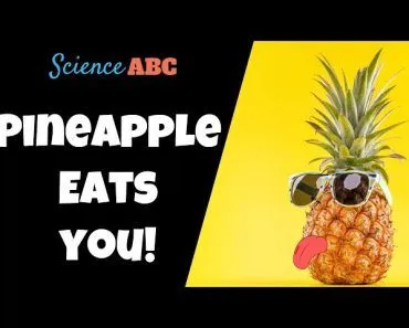 Can A Pineapple Eat You?
