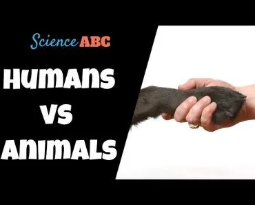 What Separates Humans From Animals?