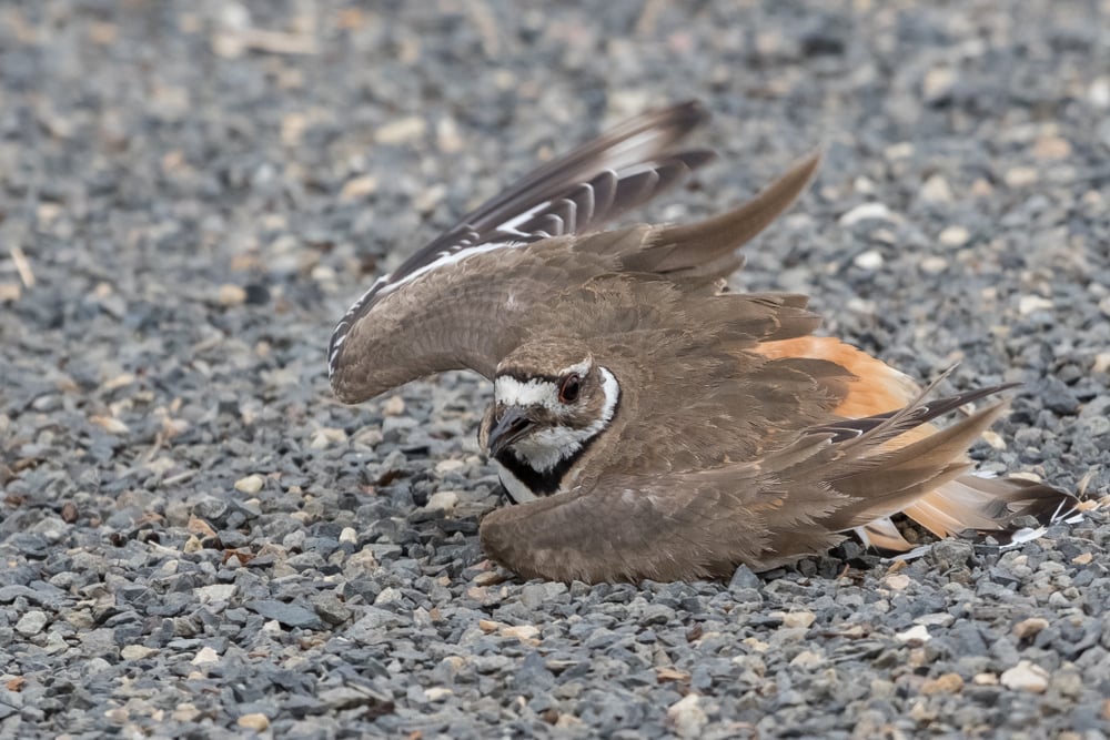 Killdeer,Bird,Parent,Performing,"broken,Wing",Display,To,Distract,Predators