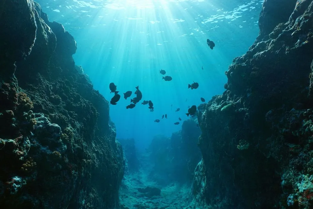 Small,Canyon,Underwater,Carved,By,The,Swell,Into,The,Fore
