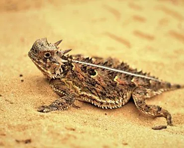 Texas,Horned,Lizard
