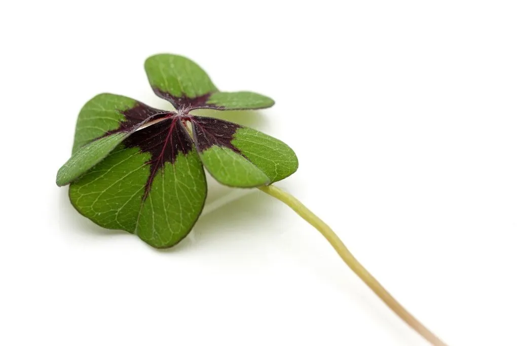 four-leaf-clover