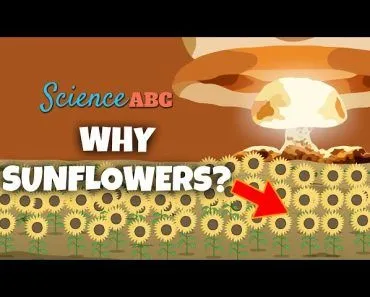 Why Are There So Many Sunflowers Around Sites of Nuclear Disasters?