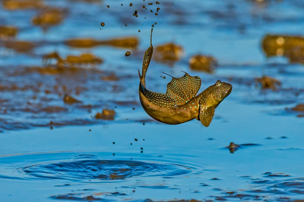 Little,Lively,Mudskipper,In,Wetland