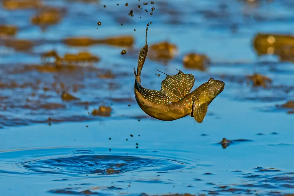 Little,Lively,Mudskipper,In,Wetland