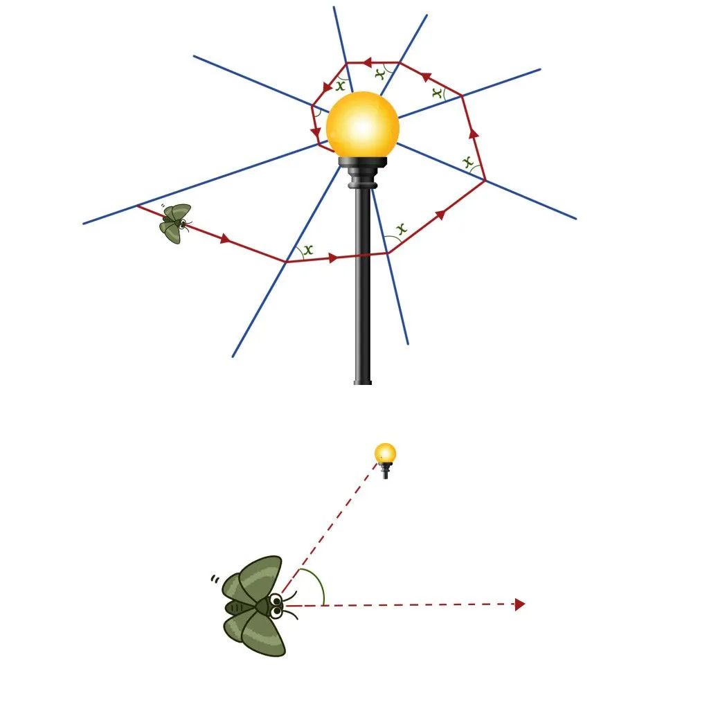 A moth flies parallel to the ground, taking relative cues  from celestial objects