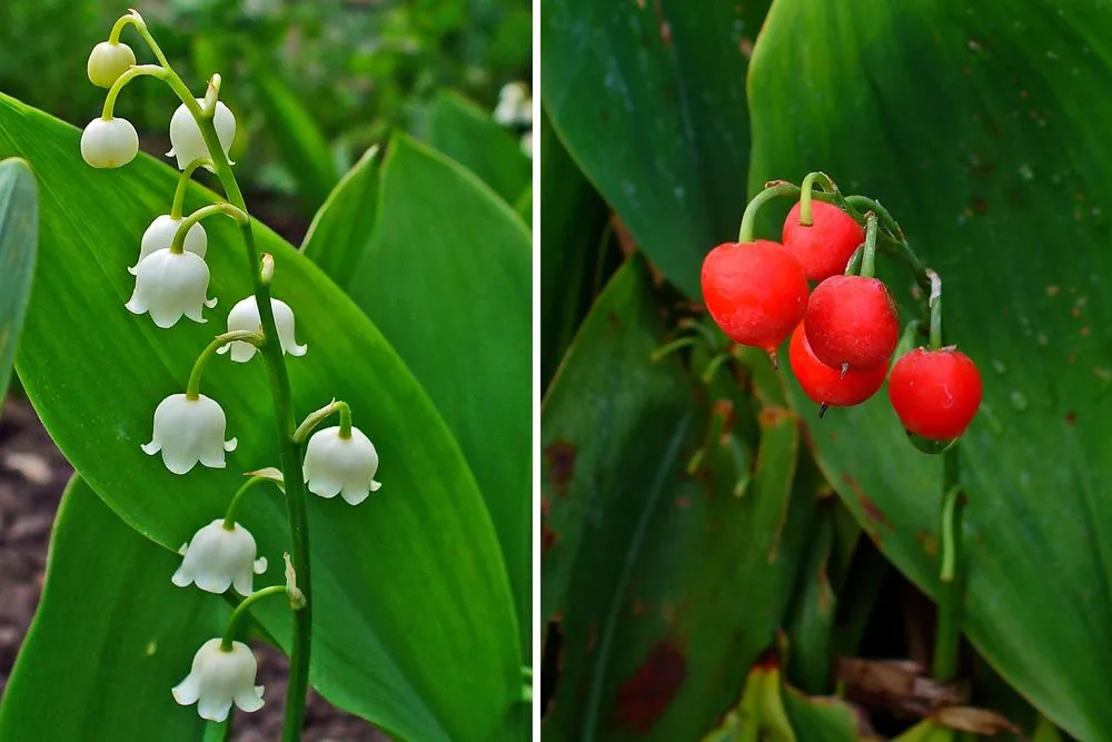 plant fo lily
