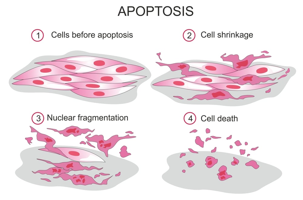 Apoptosis,Or,Programmed,Cell,Death,Is,Regulated,Process,Leading,To