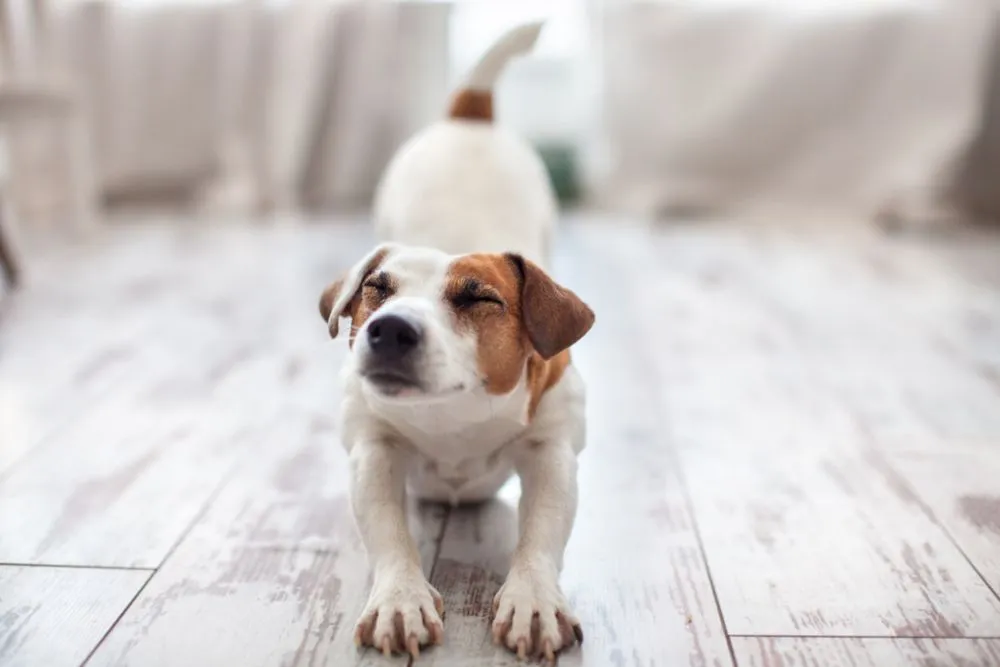 Cute,Dog,Stretches,At,Home.,Pet,At,Morning.,Copy,Space