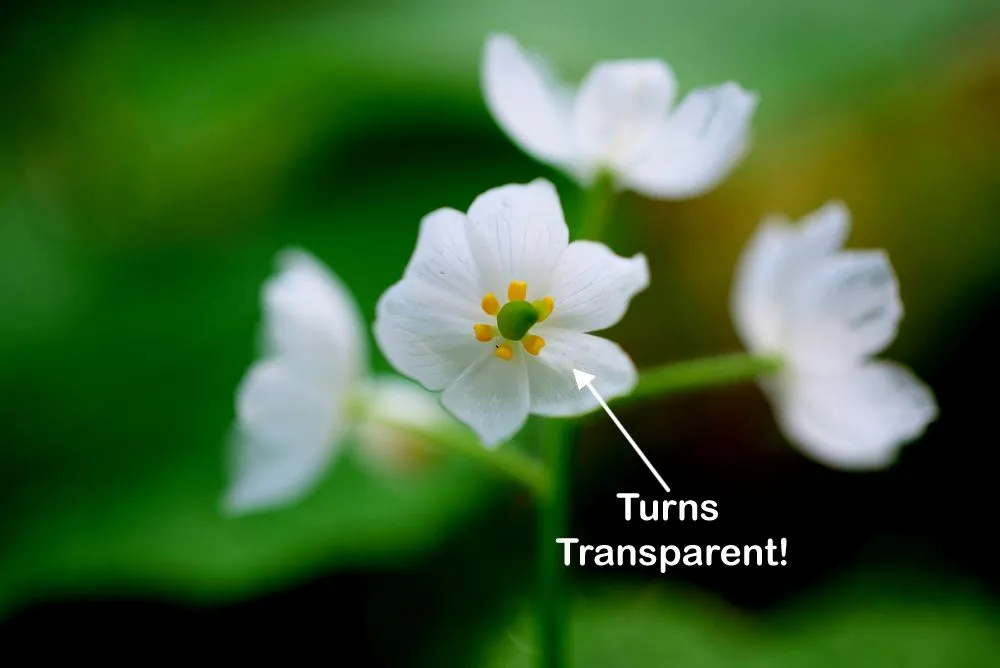 Skeleton Flowers: How Does This White Flower Turn Transparent In The Rain?