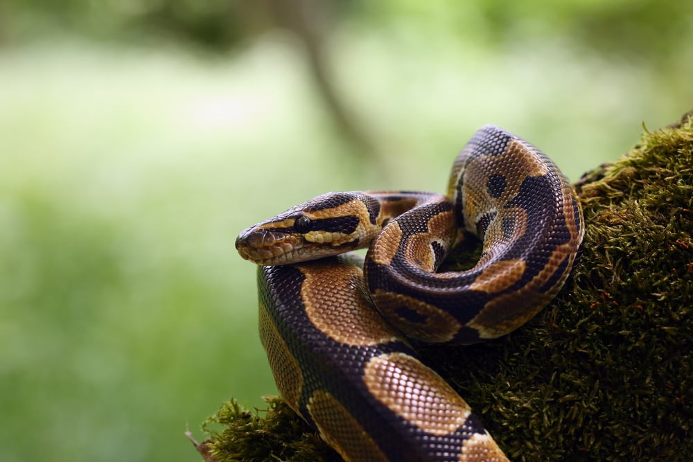 The,Royal,Python,(python,Regius),,Also,Called,The,Ball,Python