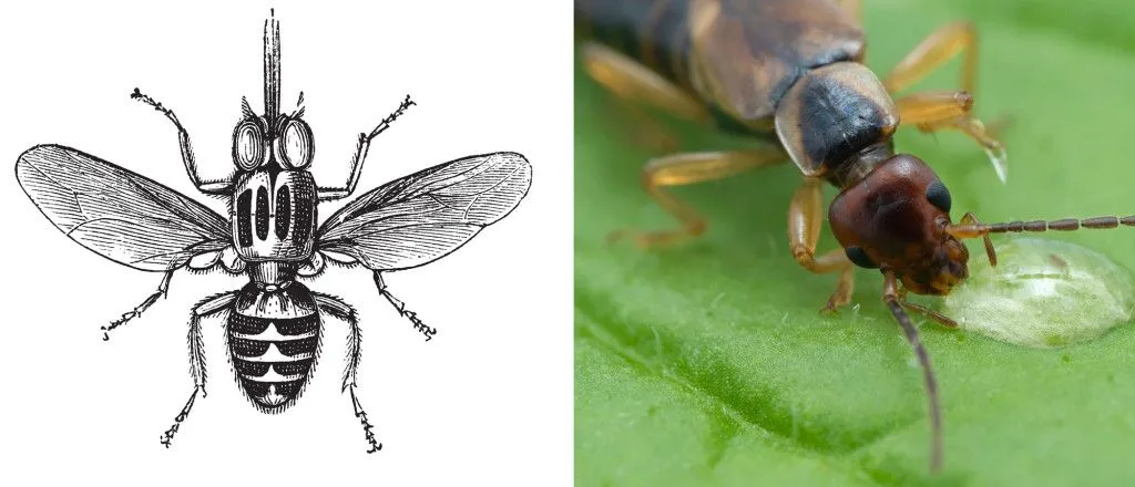 Tsetse Fly & earwig