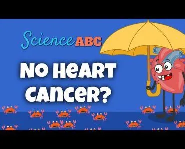 You've Heard Of Lung Cancer, Breast Cancer, Skin Cancer. But Why Not Heart Cancer?