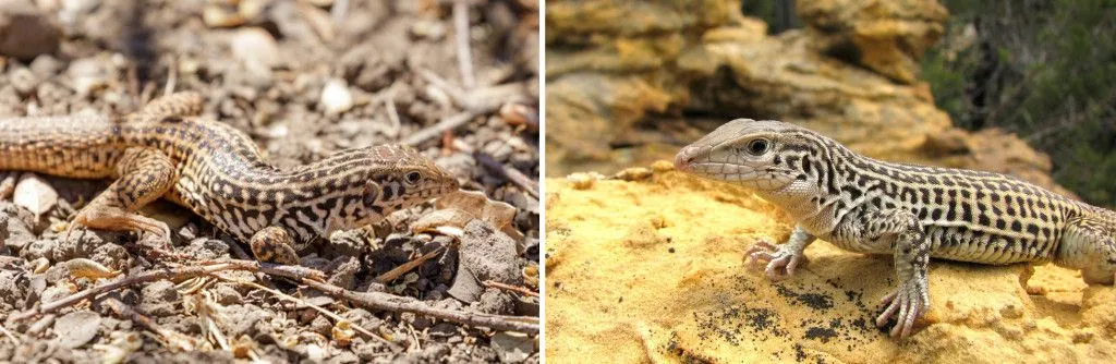 whiptail lizards