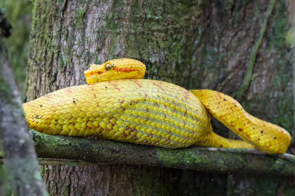 An,Eyelash,Viper,(bothriechis,Schlegelii),Rests,On,A,Tree,Branch