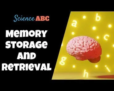 How Does The Brain Store and Retrieve Memories?