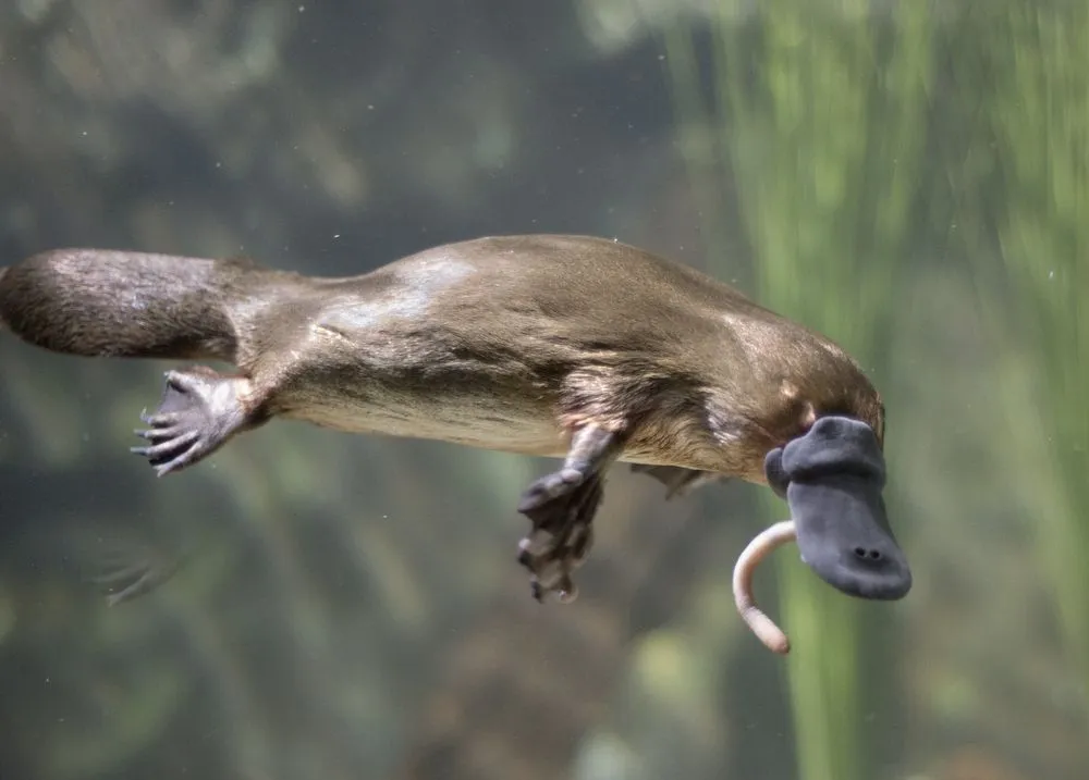 How Do Platypuses Hunt With Their Ears And Eyes Shut?
