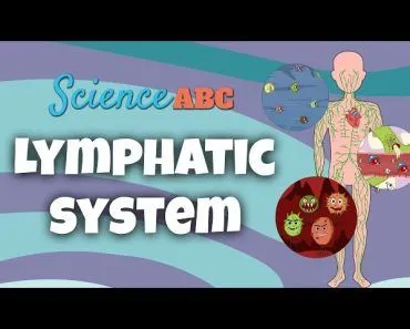 Lymphatic System Explained In Simple Words
